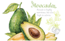 Авокадо - фото